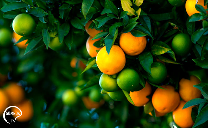 Türkiye’den 452,8 milyon dolarlık turunçgil ihracatı