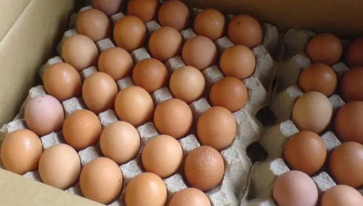 Tayvan’a ihraç edilen yumurtalar incelemede!