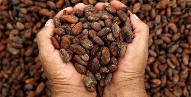 Kakao fiyatları 46 yılın zirvesinde