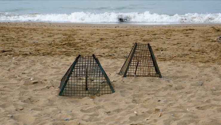 Deniz kaplumbağaları demirden kafes yuvayla koruma altında!