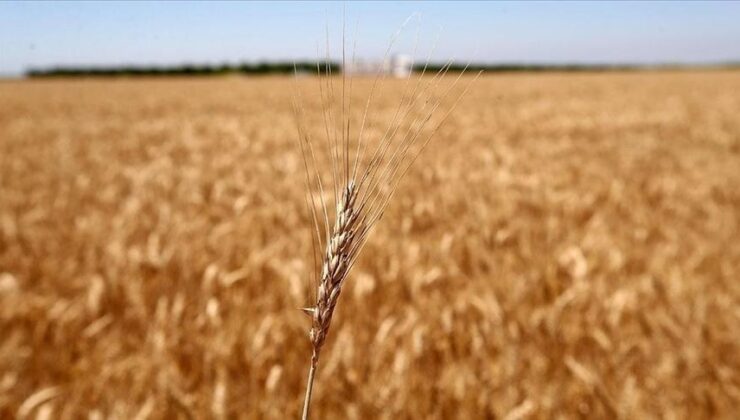 Mısır’ın buğday ithalatına BAE’den 500 milyon dolar fon desteği