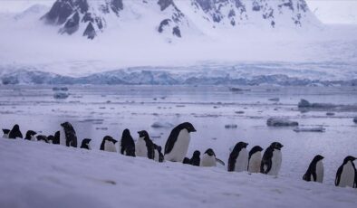 İmparator penguen kolonilerinin yüzde 90’ı 2100’de yok olabilir
