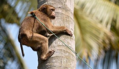 Hindistan’da G20 Liderler Zirvesi öncesi “maymun” önlemi