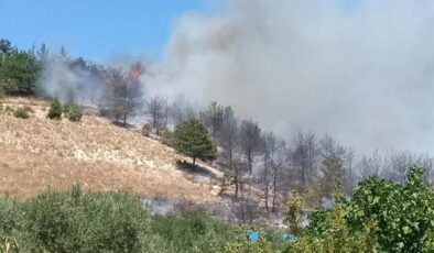 Sakarya’daki yangında 8 dönüm ağaçlık alan yandı