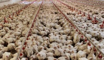 Tavuk ihracatına yasak gündemde