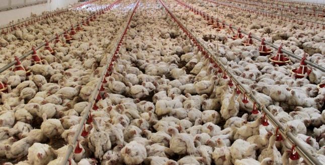 Tavuk ihracatına yasak gündemde