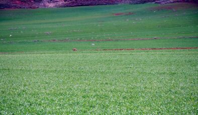 Kırıkkale’de atıl araziler tarımsal üretime kazandırılıyor