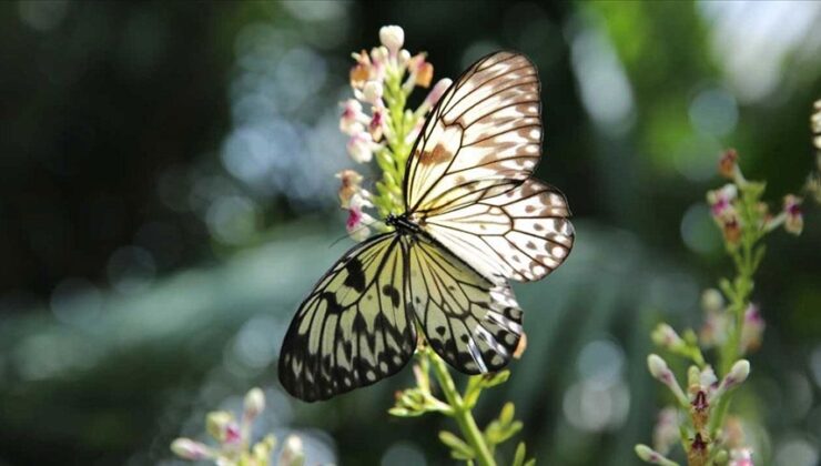 Konya Tropikal Kelebek Bahçesi temmuzda ziyaretçi rekoru kırdı