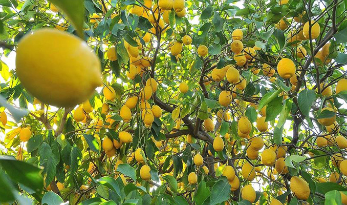 Limon, tarladan sofraya gelene kadar 8 kat pahalanıyor