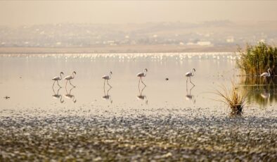 Tunus’ta Sicumi Göleti çevre kirliliğinin tehdidi altında
