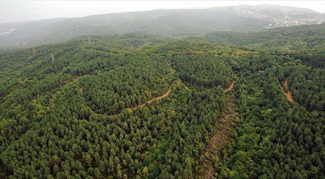 Türkiye genelinde 40 ilde ormanlara giriş yasaklandı