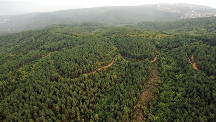 Bakanlık onay verirse binlerce ağaç kesilecek