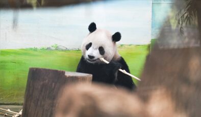 Hayvanat bahçesindeki pandalar “jetlag” yaşıyor olabilir