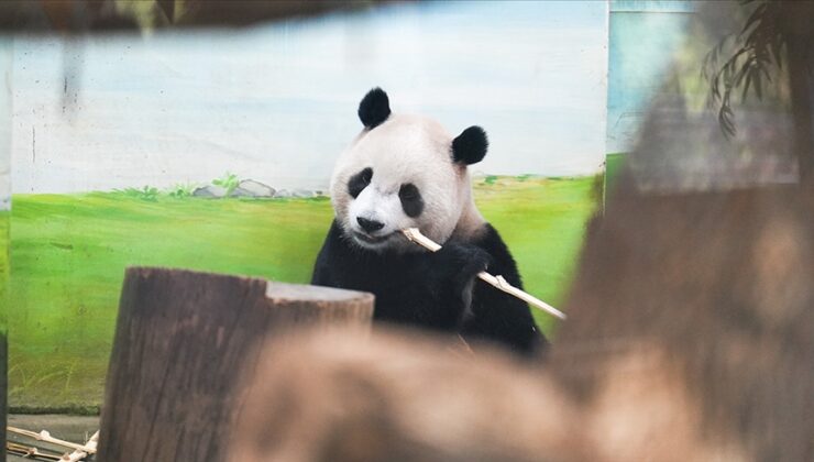 Hayvanat bahçesindeki pandalar “jetlag” yaşıyor olabilir