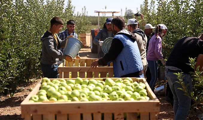 36 bin nüfuslu ilçeden 18 ülkeye elma ihracatı