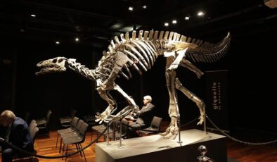 Paris’te 150 milyon yıllık dinozor iskeleti açık artırmayla 930 bin avroya satıldı