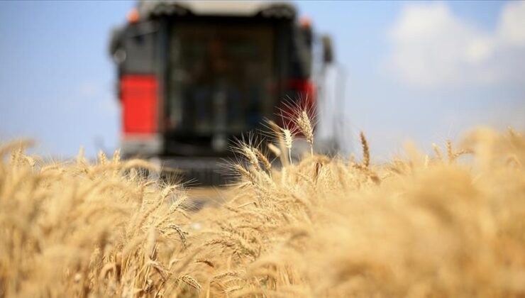 FAO: Küresel gıda fiyatları eylülde değişmedi