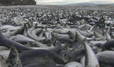 Japonya’da binlerce balık kıyıya vurdu
