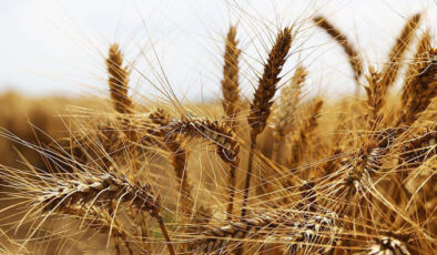 Rusya, durum buğdayı ihracatını geçici olarak yasakladı