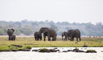 Zimbabve’de kuraklık nedeniyle en az 100 fil öldü