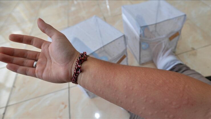 DSÖ: 4 milyar kişi dang humması virüsüne yakalanma riskiyle karşı karşıya