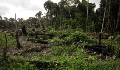 Amazonlardaki ormansızlaşma yüzde 50 azaldı