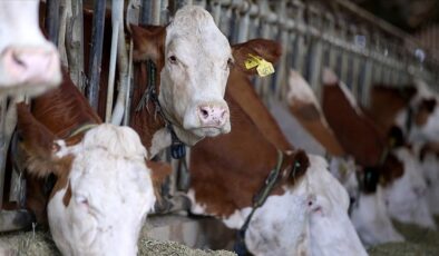 Tarım Bakanlığı 600 bin sığır ithal edecek