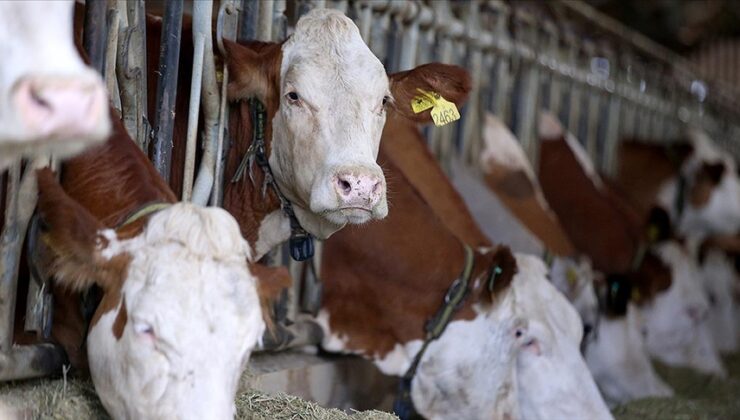 Tarım Bakanlığı 600 bin sığır ithal edecek