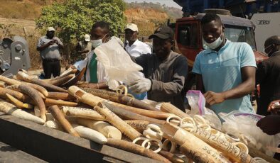 Nijerya’da 11,2 milyon dolar değerinde fildişi imha edildi