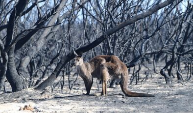Avustralya’daki orman yangınlarında 14 bin hektar alan kül oldu