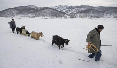 Ovacık köylüleri hayvanları için kışın tüm zorluklarıyla mücadele ediyor