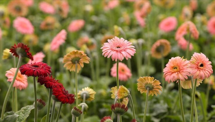 Gerbera geçen yıl üretimi en fazla artan kesme çiçek türü oldu