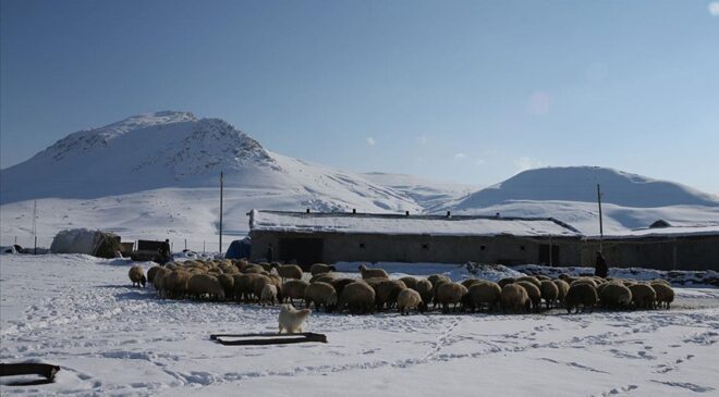 Van’da 3 yılda besicilere 165 bin koyun desteği verildi