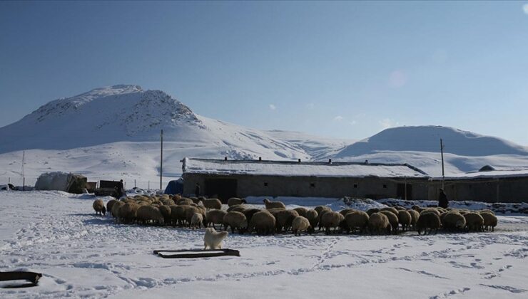 Van’da 3 yılda besicilere 165 bin koyun desteği verildi
