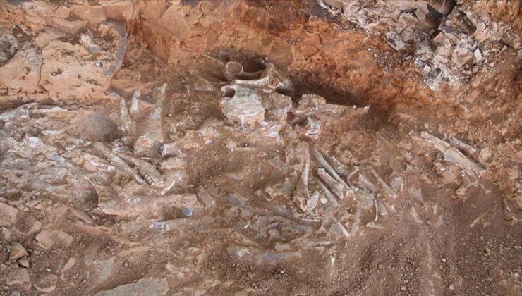 240 milyon yıllık “ejderhanın” bütün haldeki fosili bulundu