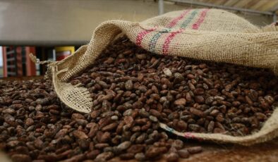 Dünyadaki en büyük kakao üreticisi iki ülke üretimi durdurdu