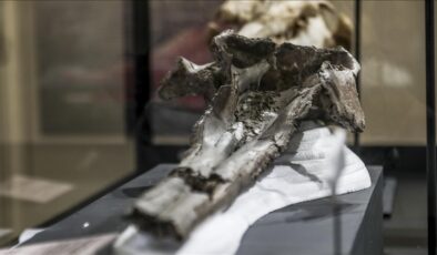 Bilim insanları dev yunusa ait kafatası buldu