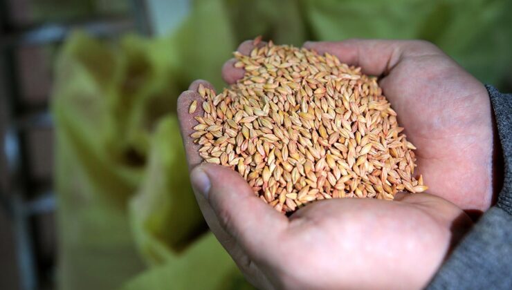 Kayseri’de çiftçilere 700 ton tohum dağıtıldı