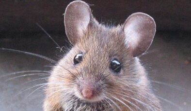 New York’ta fare krizi: Hastalıklar rekor seviyede arttı