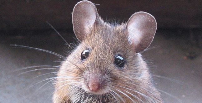 New York’ta fare krizi: Hastalıklar rekor seviyede arttı