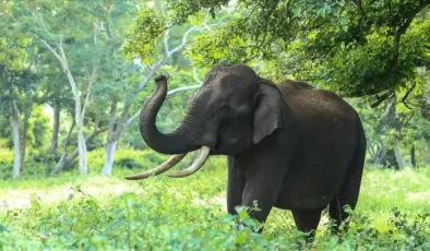 Almanya, Botsvana’nın “20 bin fil gönderme” tehdidine cevap verdi