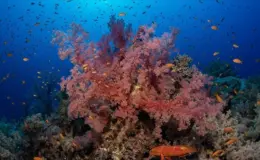 Okyanuslarda korkutan manzaralar: Mercanlar ağardı