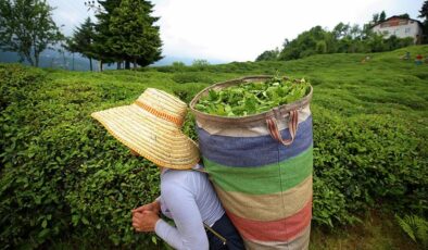 ÇAYKUR 14 bin ton yaş çay alımı gerçekleştirdi