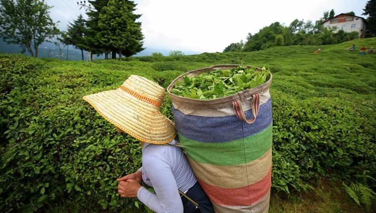 ÇAYKUR 14 bin ton yaş çay alımı gerçekleştirdi