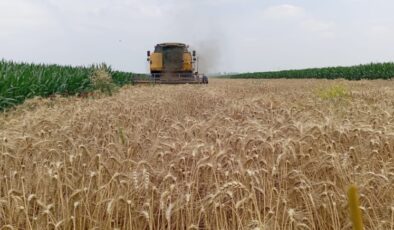 Çiftçi buğday taban fiyatının açıklanmamasına tepkili