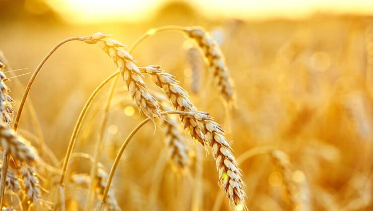 Buğday fark atıyor, mısır talebi artıyor