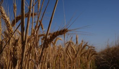 Türkiye’de buğday arzında sıkıntı beklenmiyor