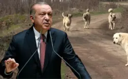 Erdoğan’dan sokak hayvanları tepkisi