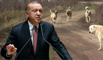 Erdoğan’dan sokak hayvanları tepkisi