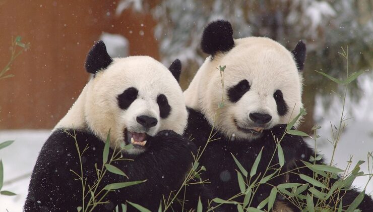 Çin ve ABD arasında panda diplomasisi yeniden başlıyor
